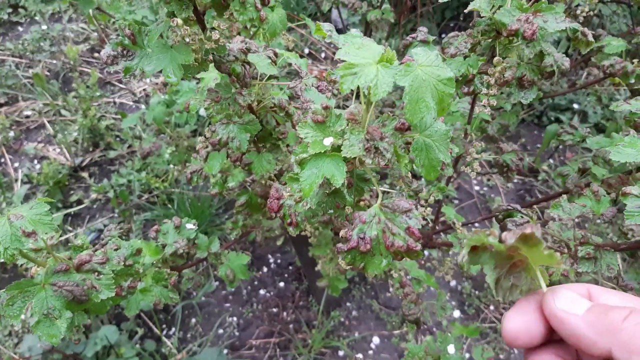 Городники розповіли, як позбутися галової попелиці на ділянці. Фото: YouTube Сівер Сад м.Чернігів