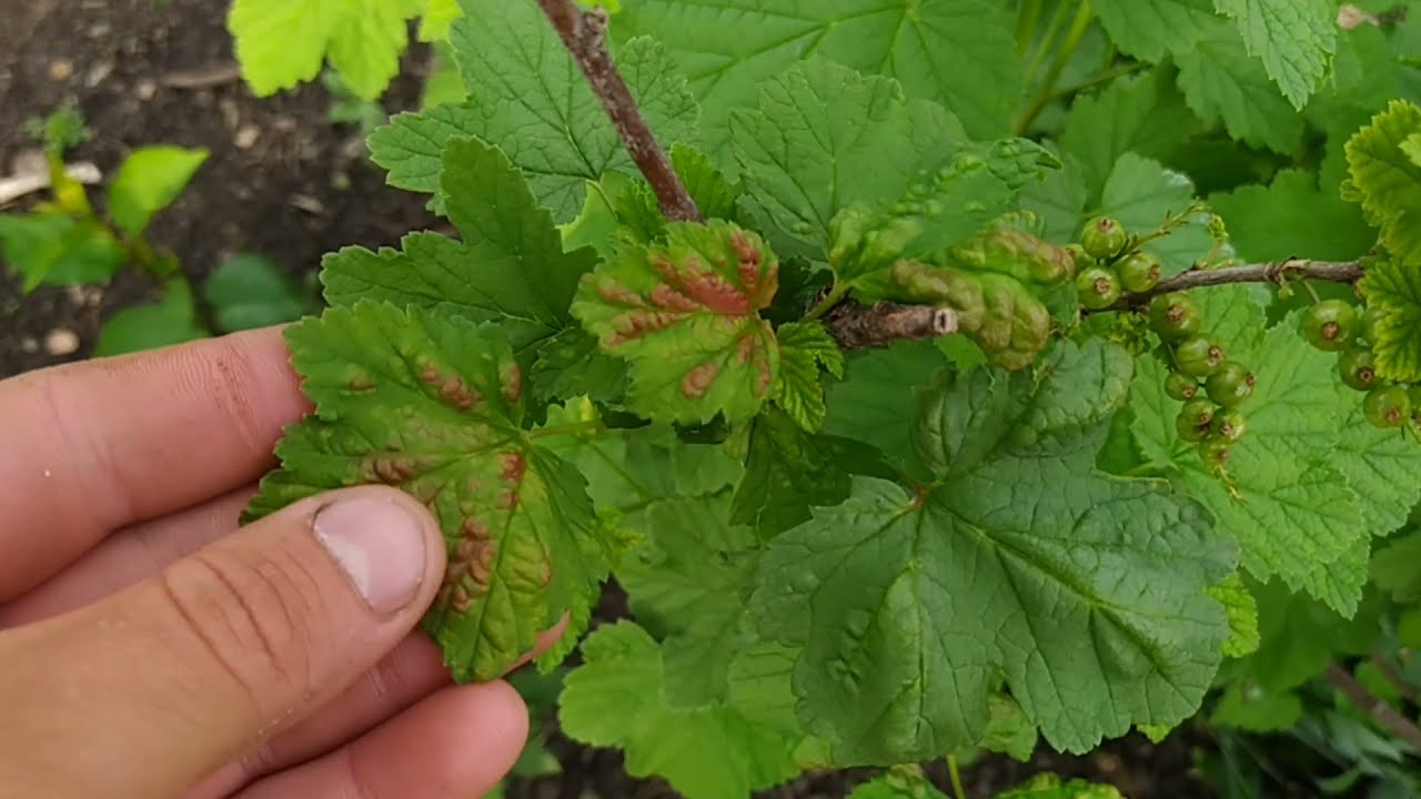 Городники розповіли, як позбутися галової попелиці на ділянці. Фото: YouTube Сергій Каніщев