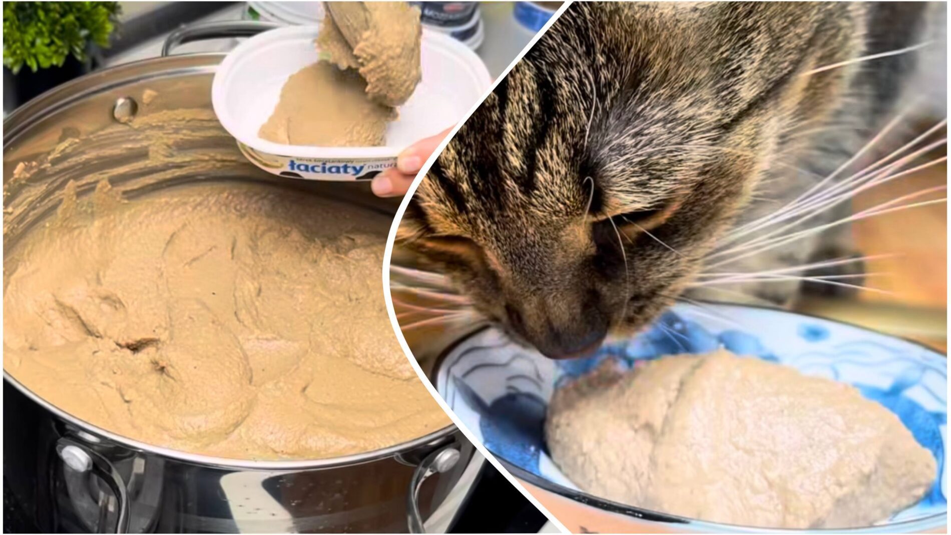 Господині розповіли, як приготувати смачний паштет для кота. Фото: Instagram: ilonavdoma