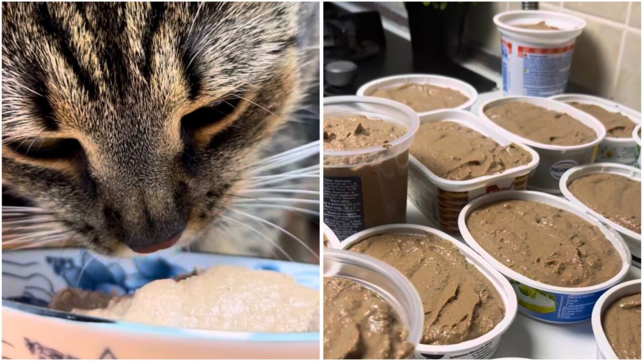 Господині розповіли, як приготувати смачний паштет для кота. Фото: Instagram: ilonavdoma