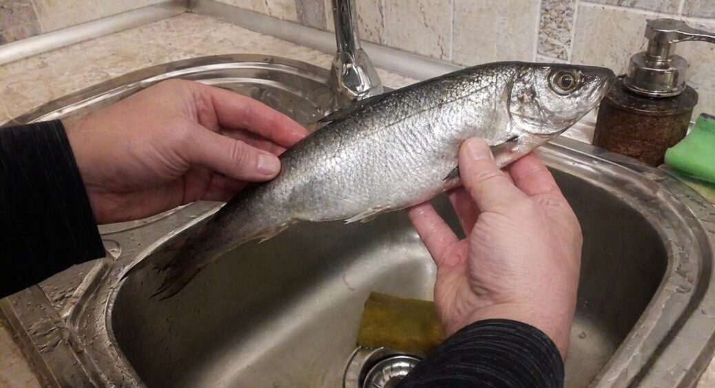 Як дізнатися стать оселедця, щоб завжди вибирати рибу з ікрою: продавці не люблять розумних покупців 