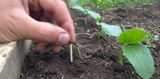 Городники розповіли, як застосовувати сірники для покращення ґрунту на городі. Фото: Добрі новини
