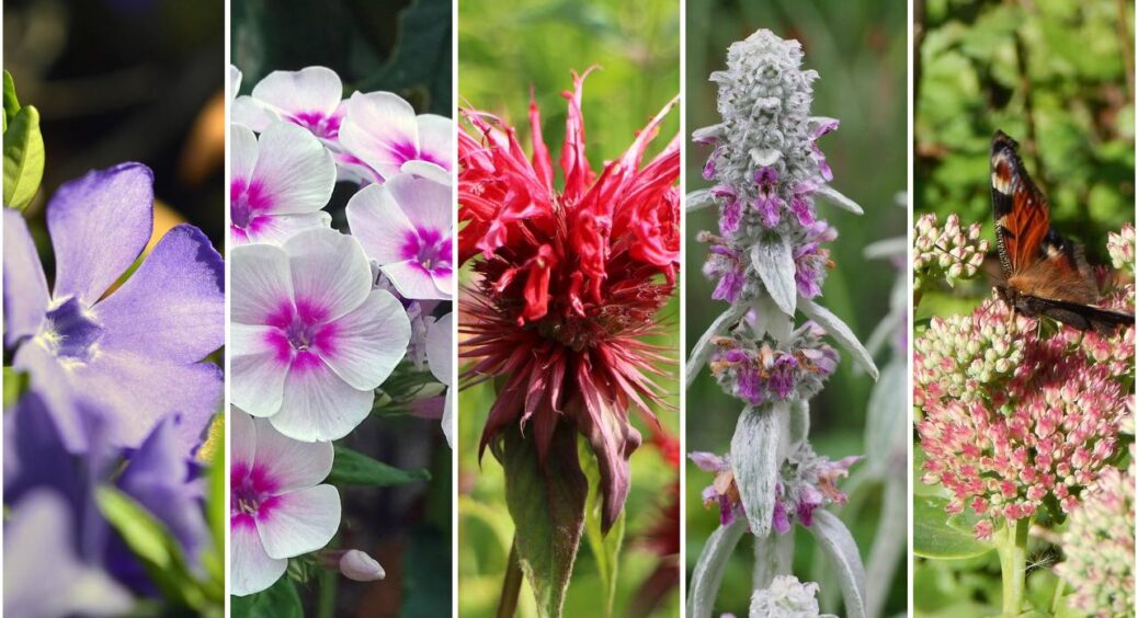 Ці рослини “витісняють” бур’яни: 5 найкращих рослин для клумби, що роблять всю роботу за вас 