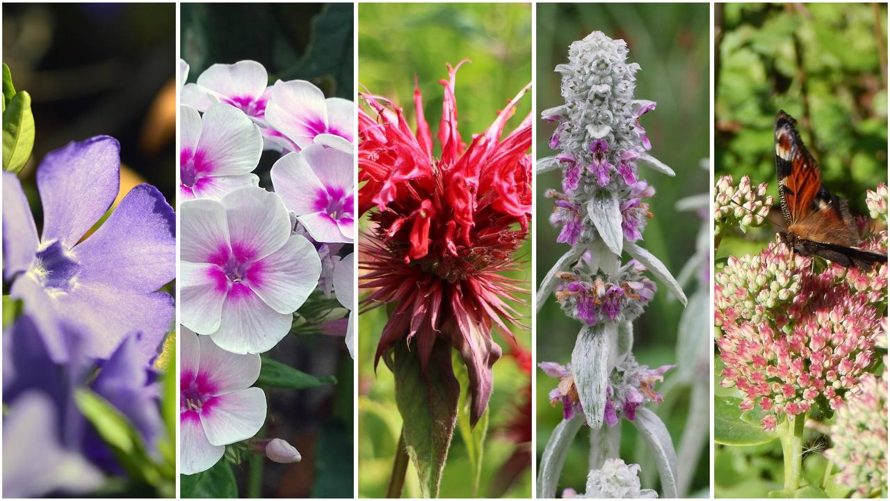 Городники розповіли, які рослини допоможуть боротися з бур'янами в саду. Фото: Pixabay