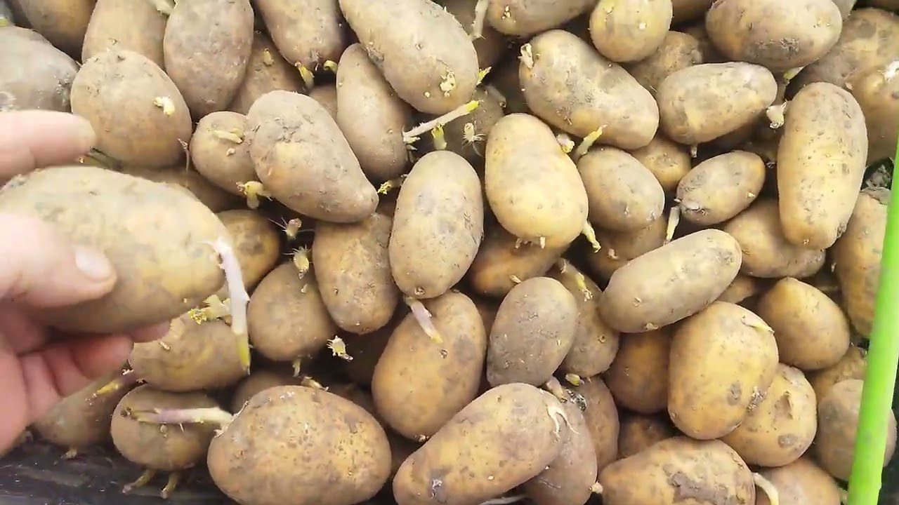 Агрономи розповіли, що класти в лунку при посадці картоплі для багатого врожаю. Фото: YouTube Село-ти моя доля