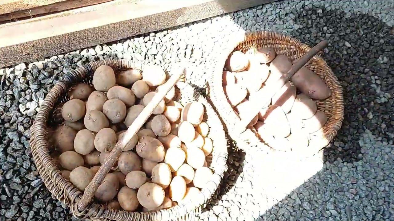 Агрономи розповіли, що класти в лунку при посадці картоплі для багатого врожаю. Фото: YouTube Alla Kovalchyk