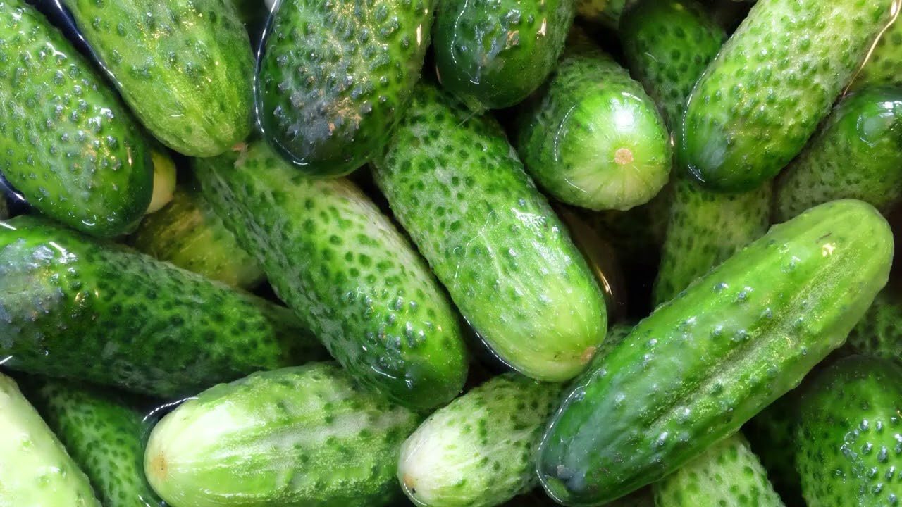 Садівники розповіли, коли найкраще садити огірки у відкритий ґрунт. Фото: YouTube САДОВИЙ КУТОЧОК