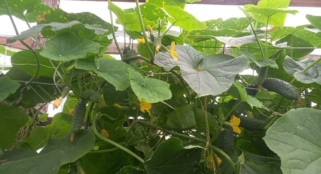 Огірки висаджую на грядки лише в цей 1 день – старовинна дата для доброго врожаю: бабусина порада 