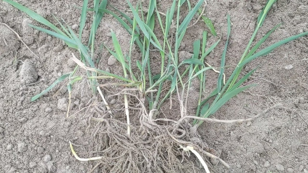 Агрономи розповіли, як прибрати пирій з ділянки назавжди. Фото: YouTube БіоГеоСвіт