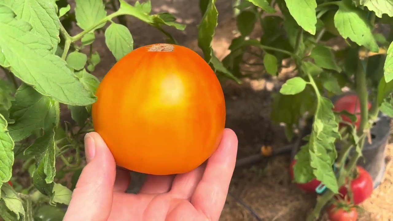 Агрономи поділилися рецептом універсального підживлення для помідорів. Фото: YouTube Дорослі непосидючки