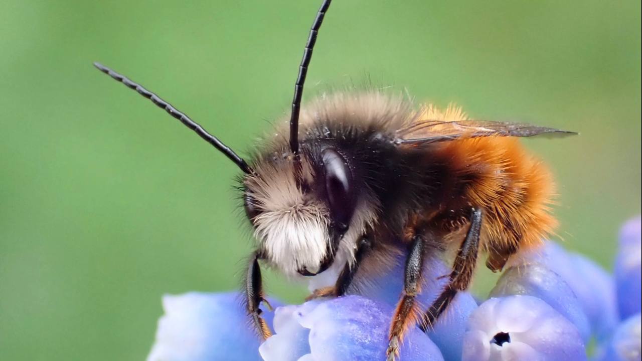 Дачники розповіли, як можна легко і дуже швидко залучити бджіл у сад. Фото: YouTube Що там на городі