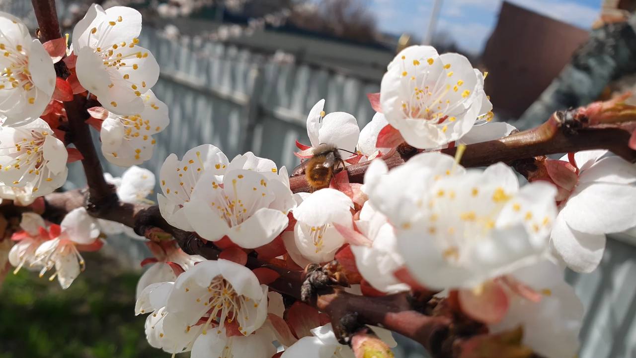 Дачники розповіли, як можна легко і дуже швидко залучити бджіл у сад. Фото: YouTube Що там на городі