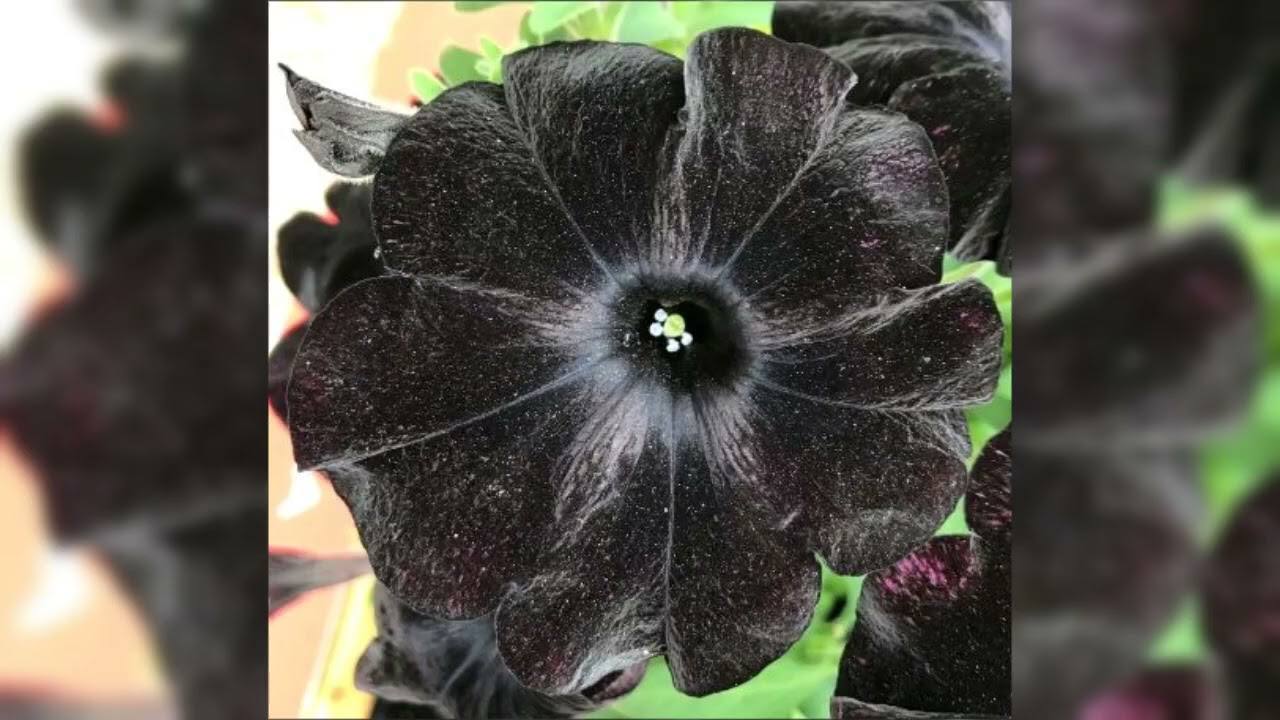 Чорна петунія. Фото: YouTube Квіткова планета