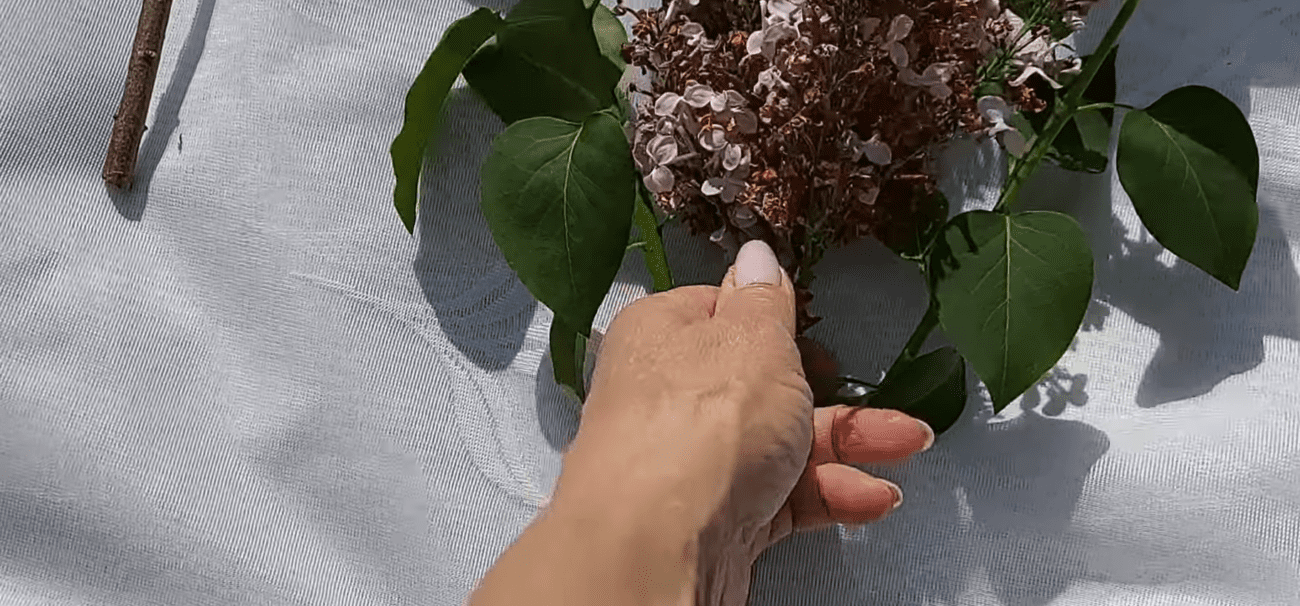 Експерт пояснив, чи потрібно ламати бузок для кращого росту. Фото: YouTube Неідеальний сад