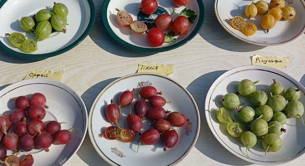 1 склянка під кожен кущ — і кислий аґрус стане солодким, як мед: це не жарт, а реально “робоча схема” 