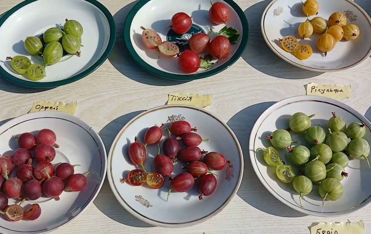 Чим підживити аґрус для солодких ягід. Фото: YouTube Володимир Попов