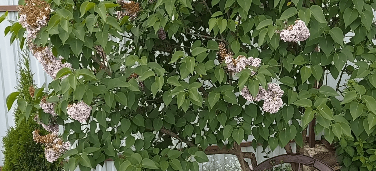 Експерт пояснив, чи потрібно ламати бузок для кращого росту. Фото: YouTube Неідеальний сад