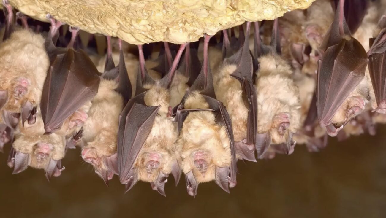 Експерти розповіли, як позбутися кажанів на горищі. Фото: YouTube Знаєш чи ні?