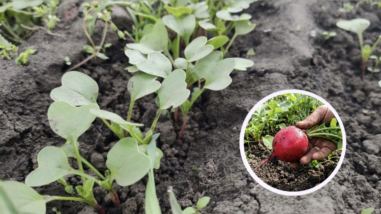 Городники розповіли, як і чим правильно підживити редиску навесні. Фото: Добрі новини 