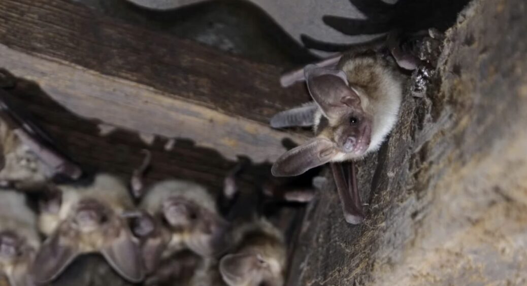 Якщо кажани “захопили” ваше горище, професіонали радять, як позбутися їх якомога швидше 