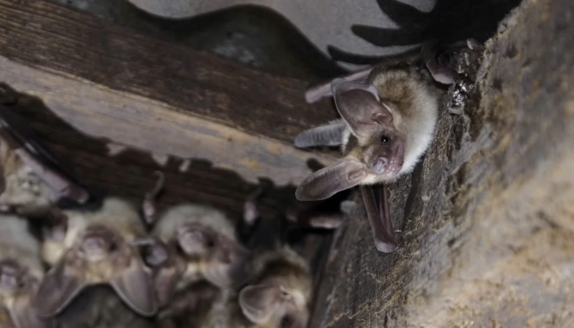 Експерти розповіли, як позбутися кажанів на горищі. Фото: YouTube Знаєш чи ні?