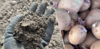 Як покращити врожайність картоплі. Фото: Добрі Новини