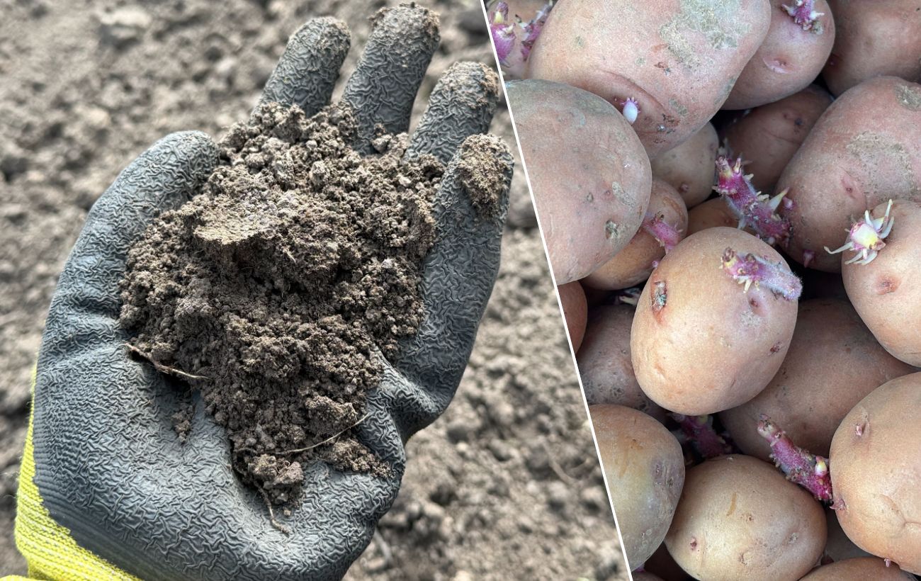 Як покращити врожайність картоплі. Фото: Добрі Новини