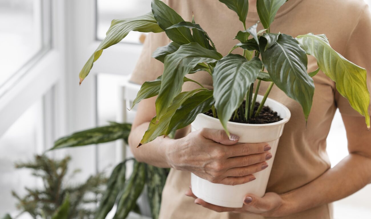 Квітникарі розповіли, чи можна використовувати горщики без дренажних отворів. Фото: Freepik