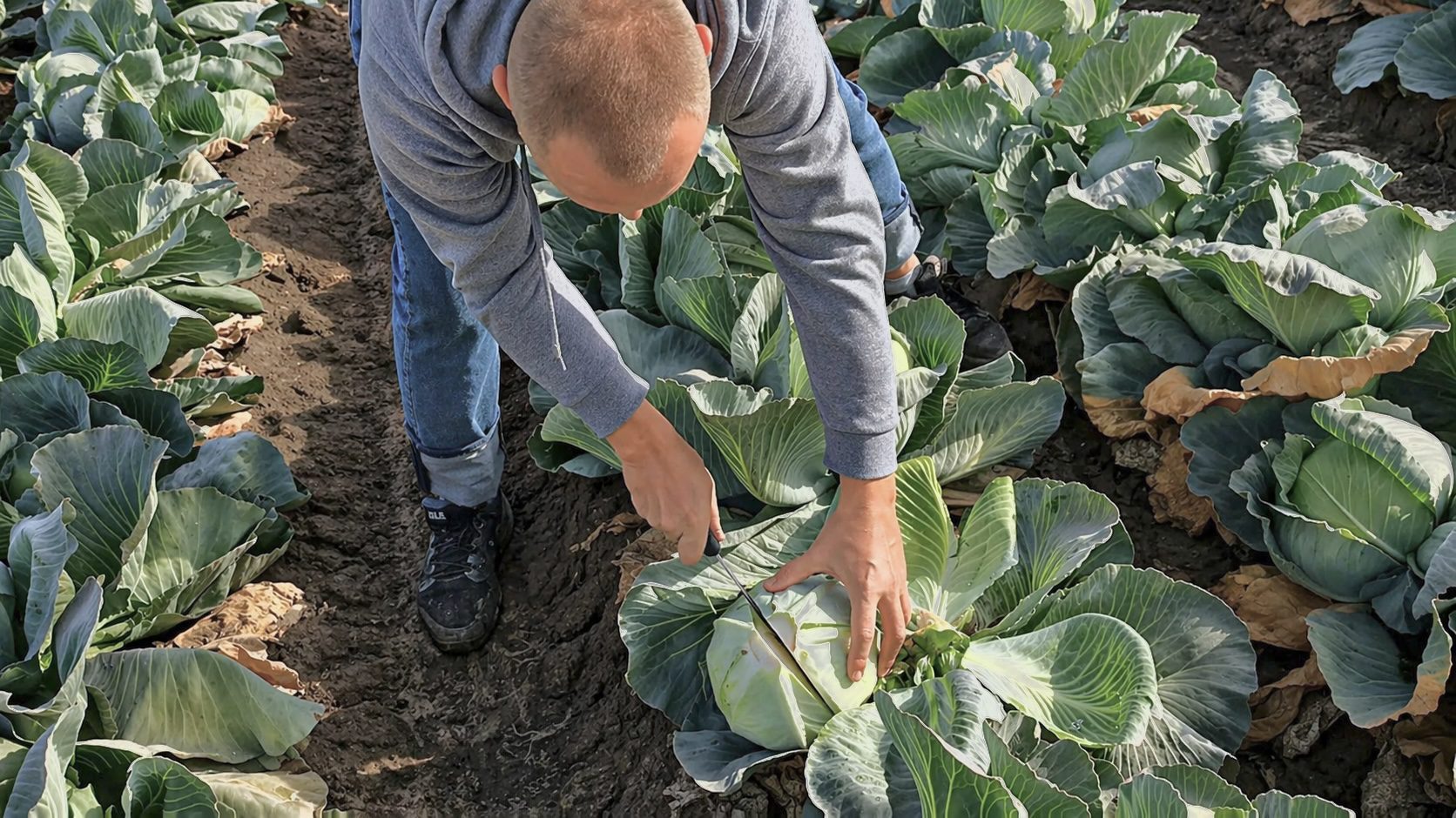 Городники розповіли, коли і як правильно сіяти пізню капусту. Фото: YouTube Овочі. Смак успіху