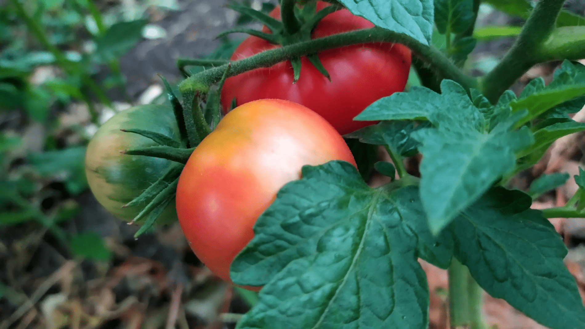 Городники розповіли про найкращі безрозсадні томати.Фото: YouTube/Справи Домашні
