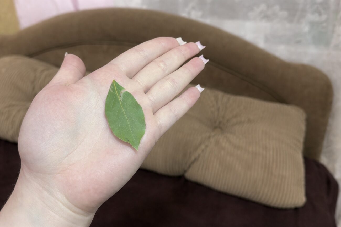 Господині розповіли, навіщо класти лавровий лист під подушку. Фото: Добрі новини Господині розповіли, навіщо класти лавровий лист під подушку. Фото: Добрі новини