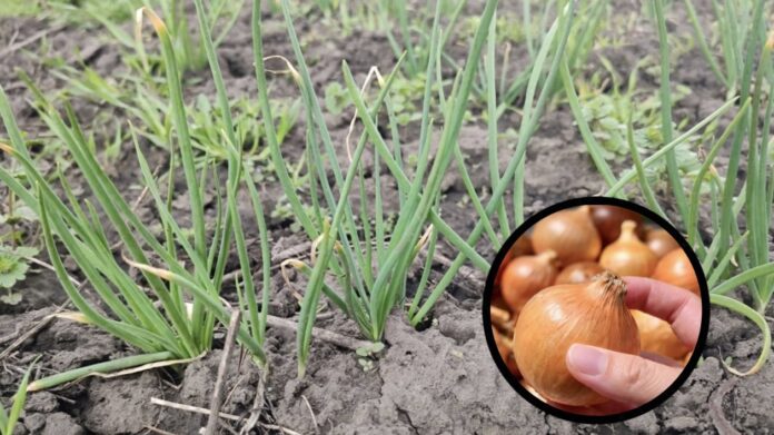 Городники розповіли, коли і куди садити цибулю, аби мати щедрий врожай. Фото: Добрі новини 