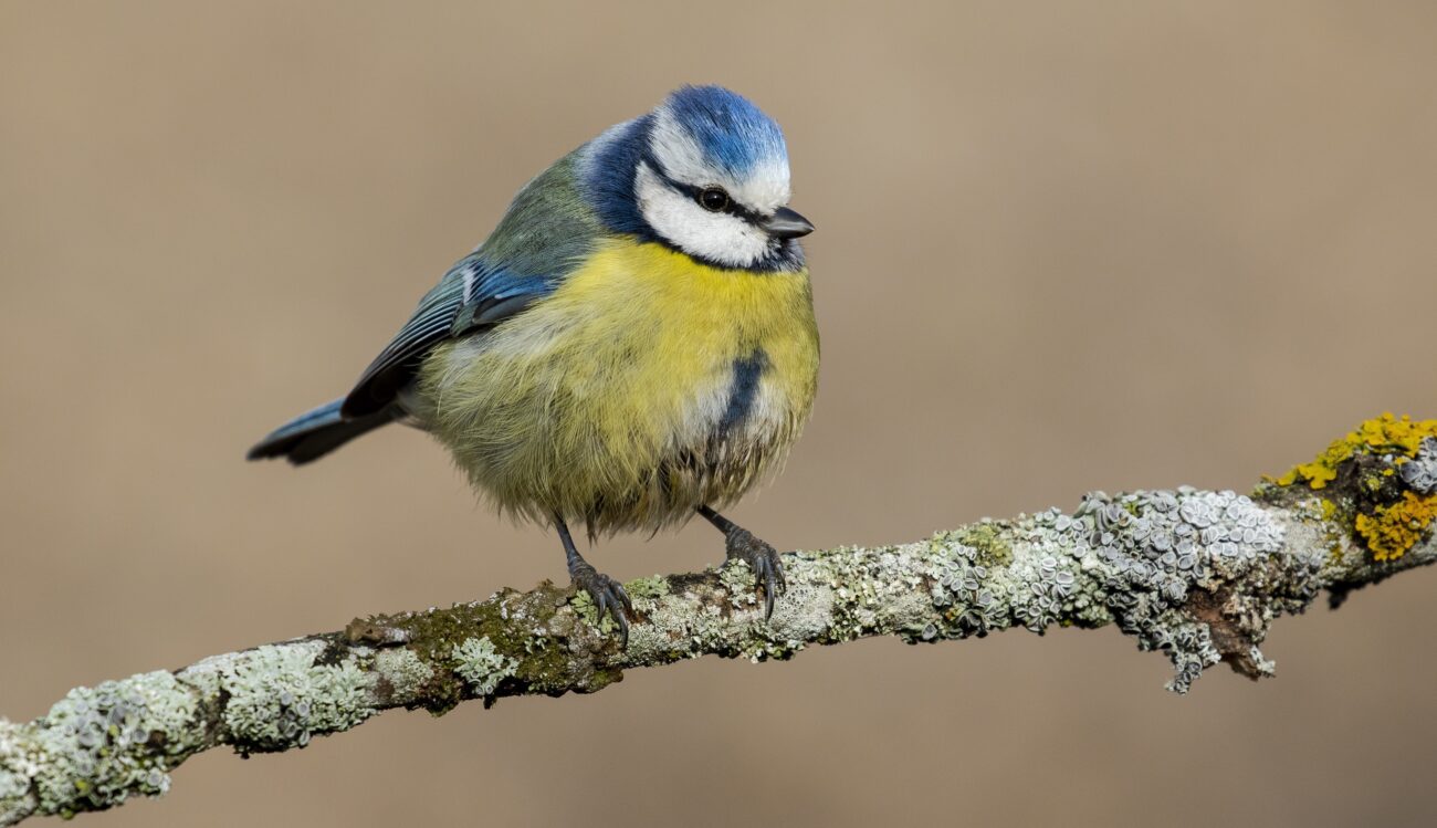 Садівники розповіли, як захистити плодові дерева від шкідників без хімії. Фото: Freepik