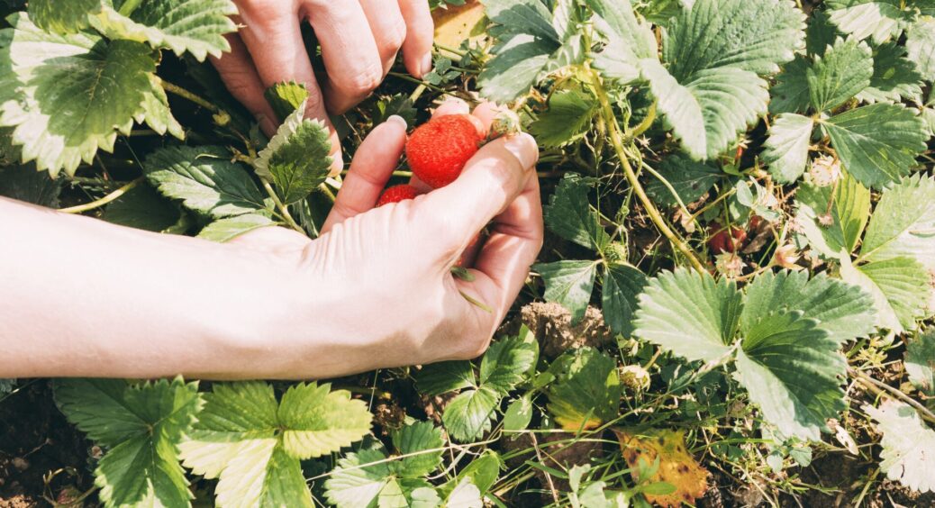 Завжди навесні роблю 1 “контрольну” обробку полуниці – так оберігаю її від гнилі: сімейна схема 