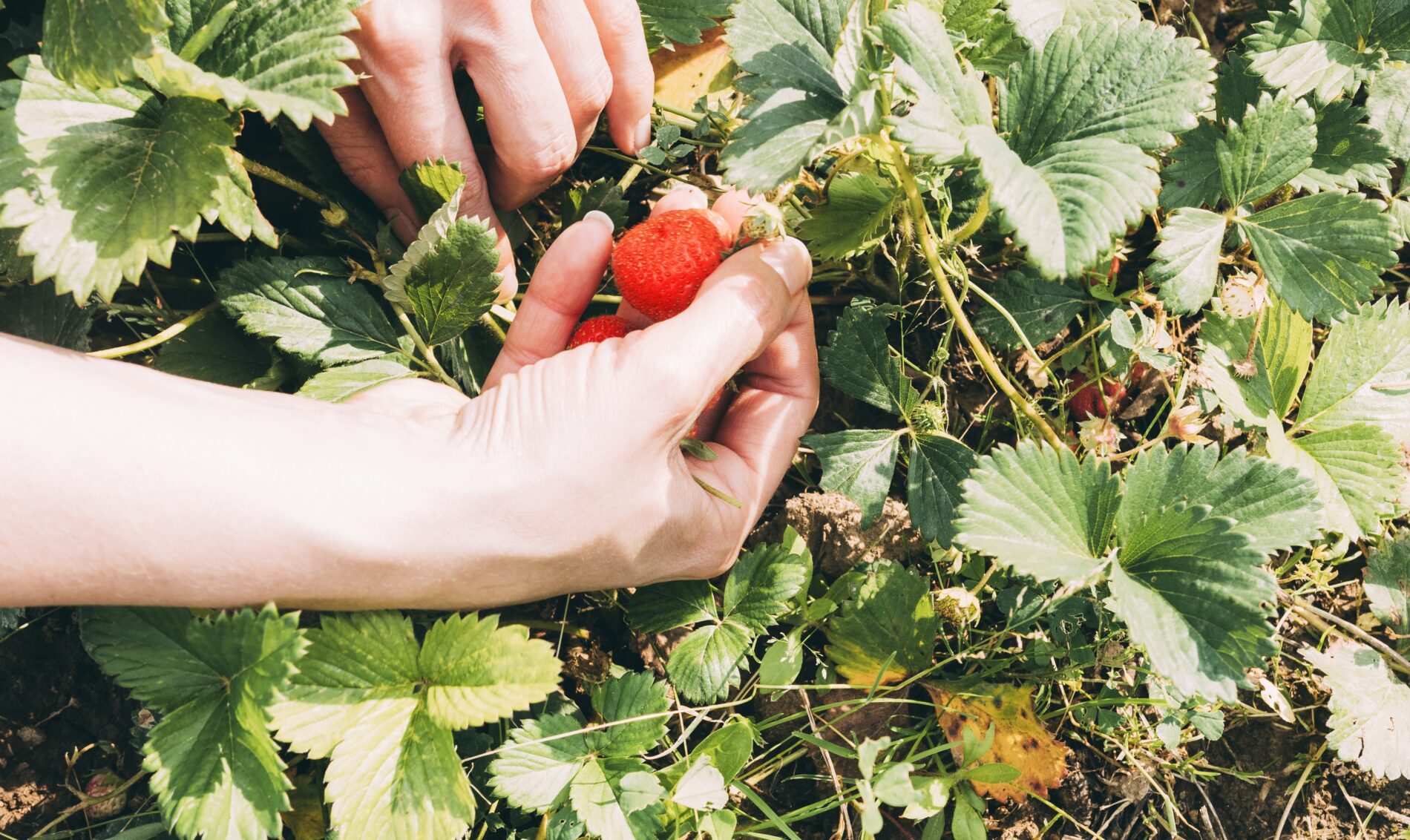 Городники розповіли, як уберегти врожай полуниці від хруща. Фото: Freepik