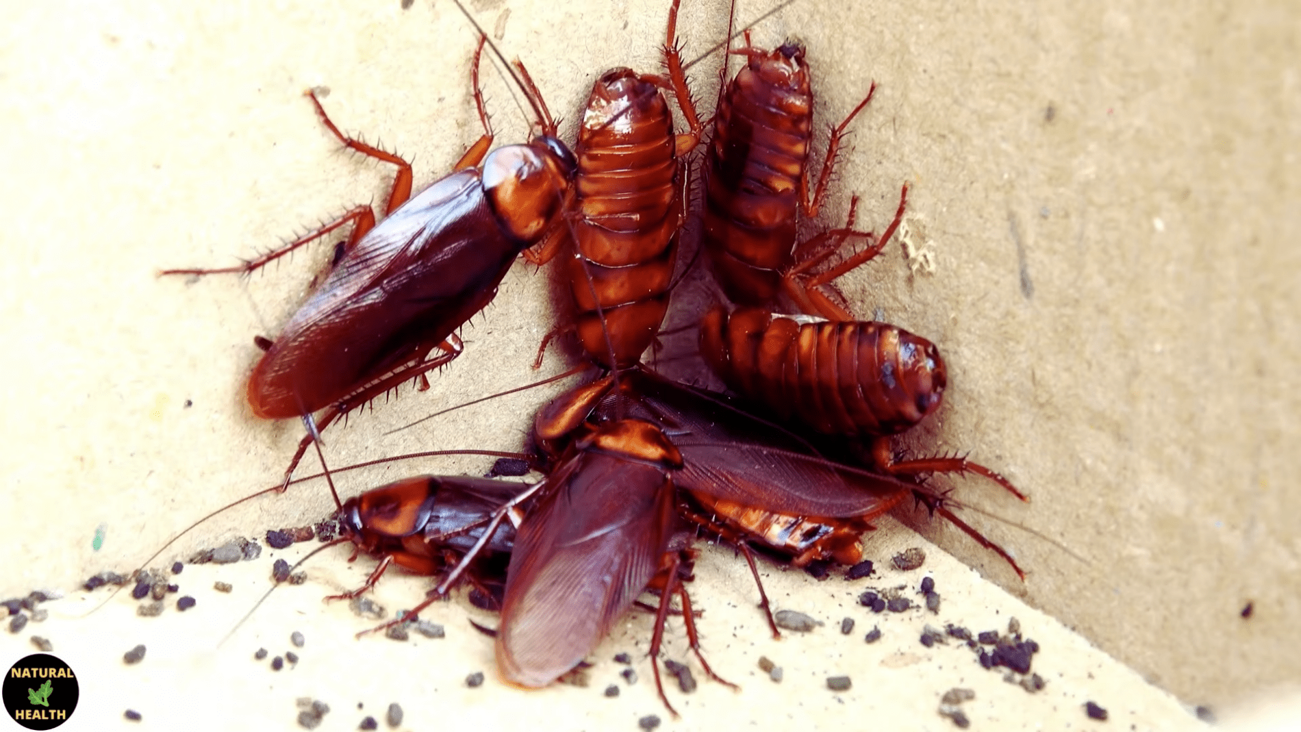 Експерти розповіли, як легко позбутися тарганів в квартирі. Фото: YouTube/ ПРИРОДНЕ ЗДОРОВ'Я