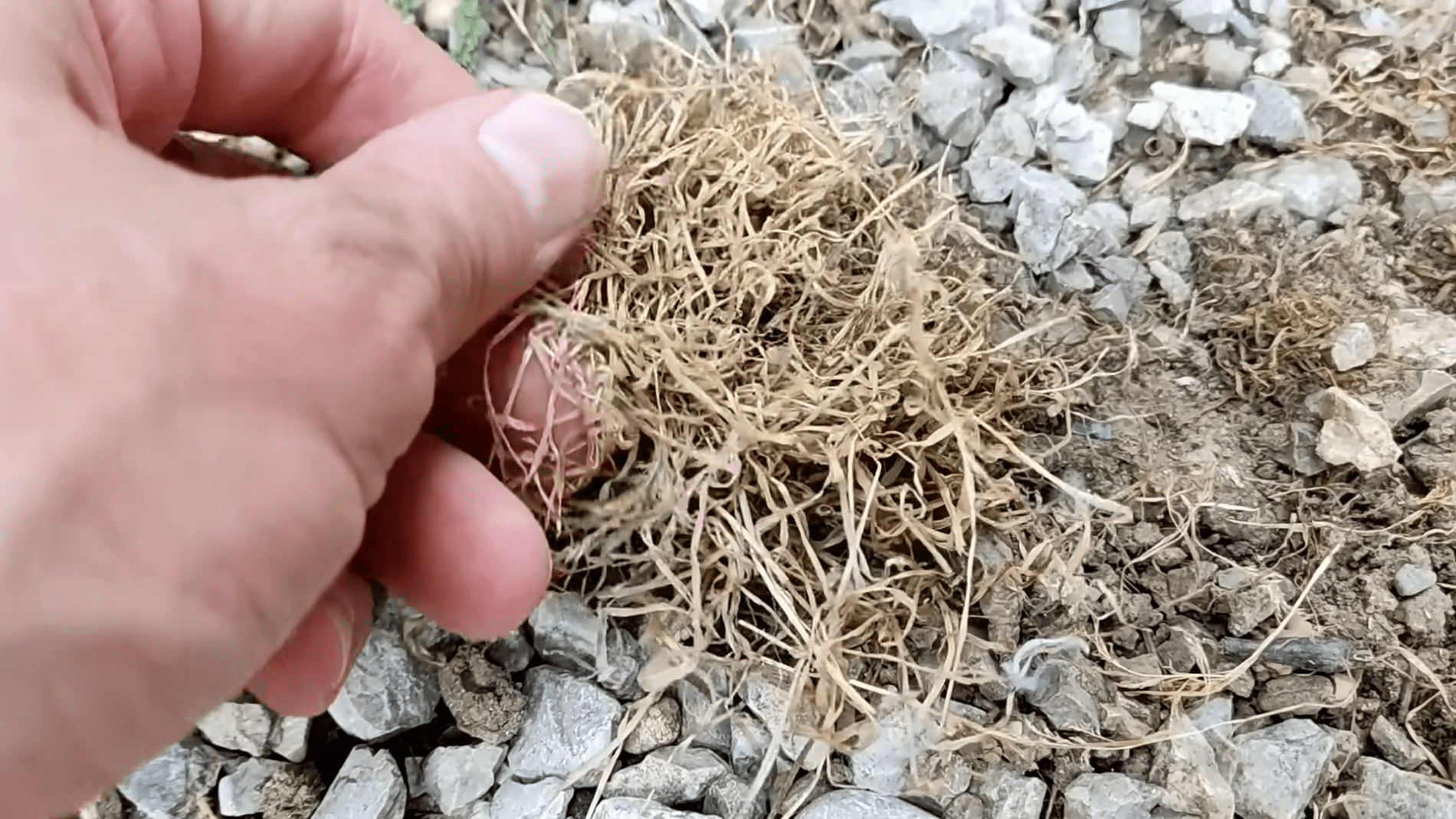 Городники розповіли про натуральний спосіб боротьби з бур'янами. Фото: YouTube/ПРИРОДНЕ ЗДОРОВ'Я