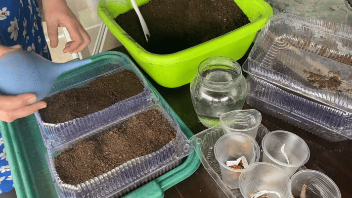 Садівники розповіли про зручний спосіб висіву чорнобривців на розсаду. Фото: YouTube/Інна // МОЄ ПОДВІР'Я