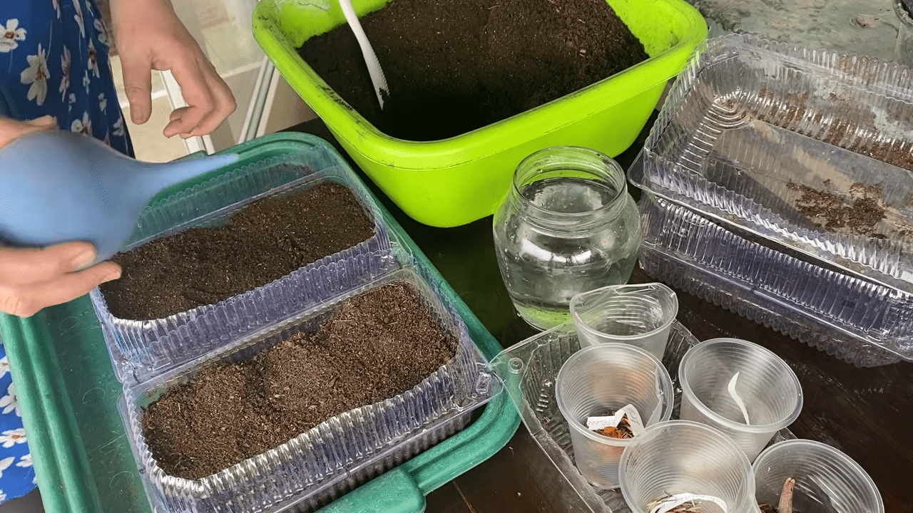 Садівники розповіли про зручний спосіб висіву чорнобривців на розсаду. Фото: YouTube/Інна // МОЄ ПОДВІР'Я