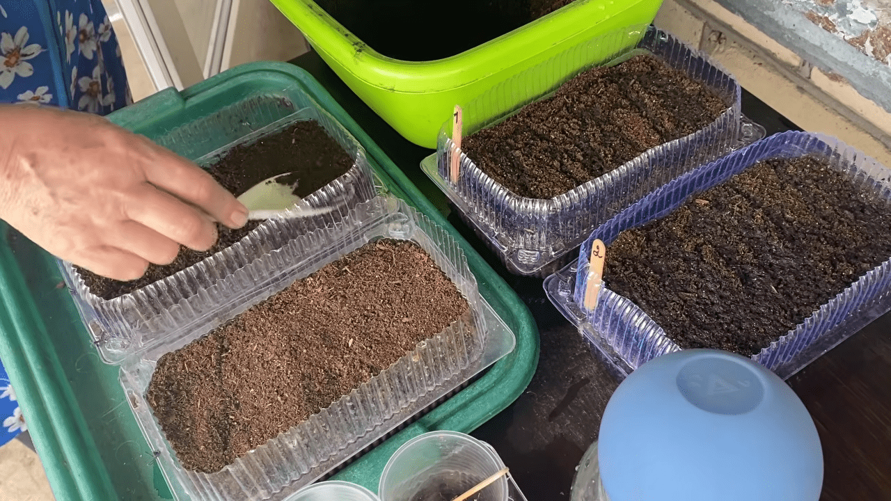 Садівники розповіли про зручний спосіб висіву чорнобривців на розсаду. Фото: YouTube/Інна // МОЄ ПОДВІР'Я