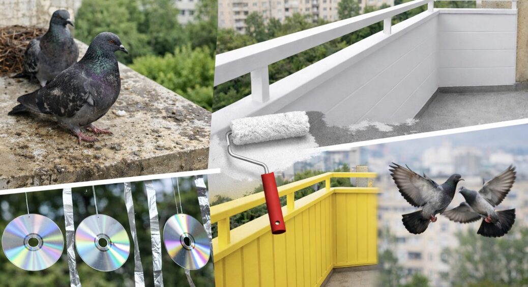 Якщо голуби гадять вам на балкон, його треба пофарбувати: цей колір ефективно відлякує птахів 