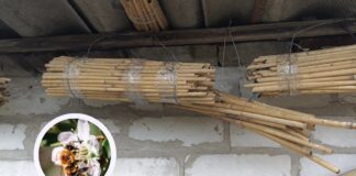 Дачники розповіли, як привабити на ділянку диких бджіл для збільшення врожаю. Фото: Добрі новини 