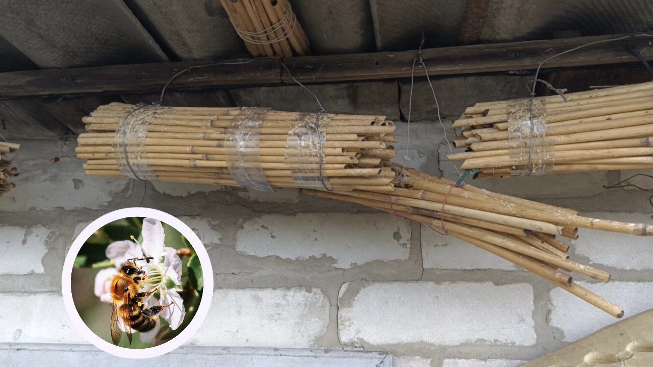 Дачники розповіли, як привабити на ділянку диких бджіл для збільшення врожаю. Фото: Добрі новини 