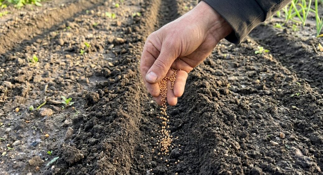 Сусіди відверто сміялися, коли я сіяла гірчицю у квітні, але тепер 5 дворів на нашій вулиці копіюють метод 