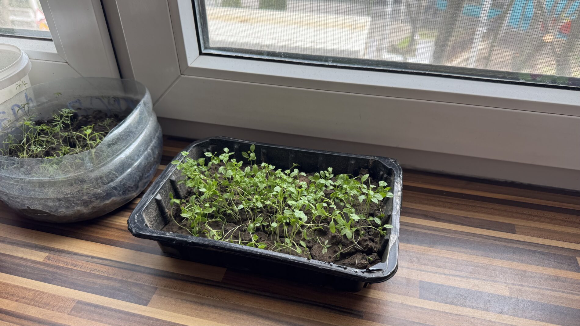 Господині розповіли, як виростити густу петрушку на підвіконні. Фото: Добрі новини 
