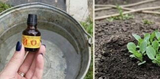 Агрономи розповіли, навіщо поливати капусту йодовим розчином. Фото: Добрі новини 