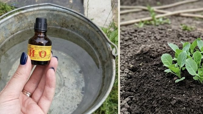 Агрономи розповіли, навіщо поливати капусту йодовим розчином. Фото: Добрі новини 