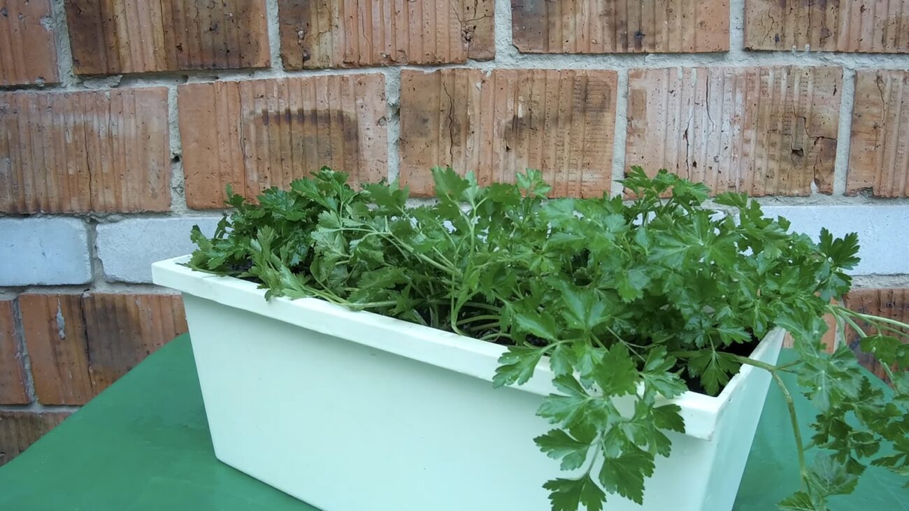 Господині розповіли, як виростити густу петрушку на підвіконні. Фото: YouTube Зелена Планета 
