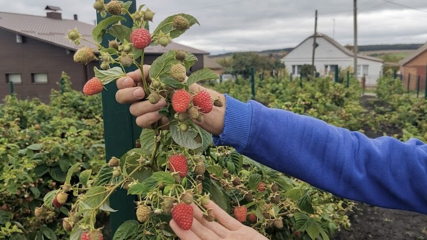 Дачники розповіли, чим підгодувати малину у квітні для врожаю. Фото: YouTube Vadym Bardar 