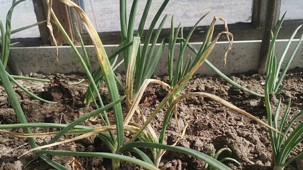 Городники розповіли, що робити, якщо на грядках жовтіє цибуля. Фото: Добрі новини 
